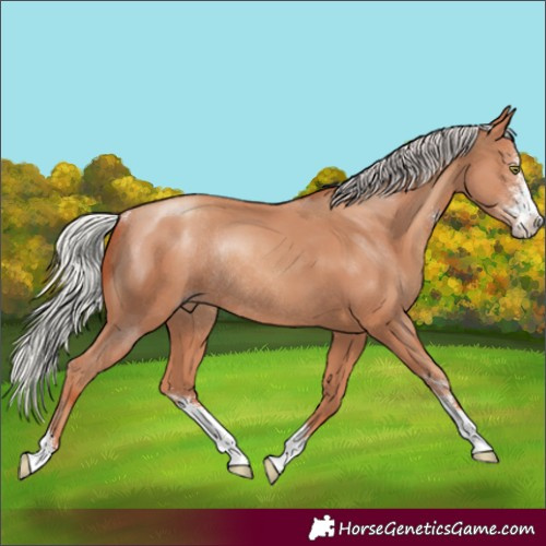 Horse Color:Silver Classic Champagne Sabino Rabicano 