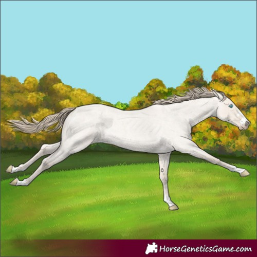 Horse Color:Smoky Creme Roan Dun 