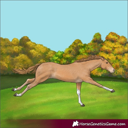 Horse Color:Chestnut Tobiano Appaloosa 