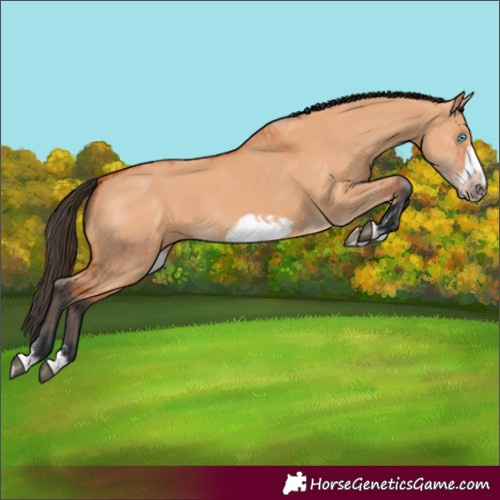 Horse Color:Bay Dun Splash Frame and Bay Dun Splash Frame