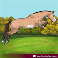Horse Color:Bay Dun Splash Frame and Bay Dun Splash Frame
