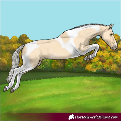 Horse Color:Silver Buckskin Dun Tobiano