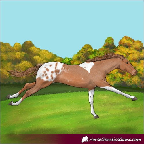 Horse Color:Chestnut Tobiano Appaloosa 