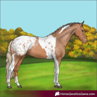 Horse Color:Chestnut Tobiano Appaloosa 
