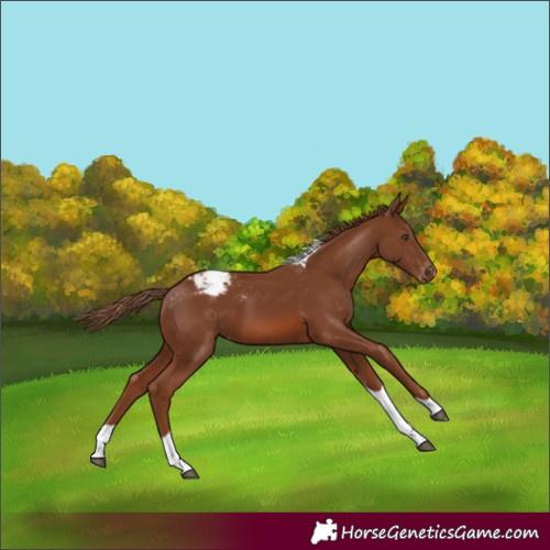 Horse Color:Chestnut Tobiano Appaloosa 