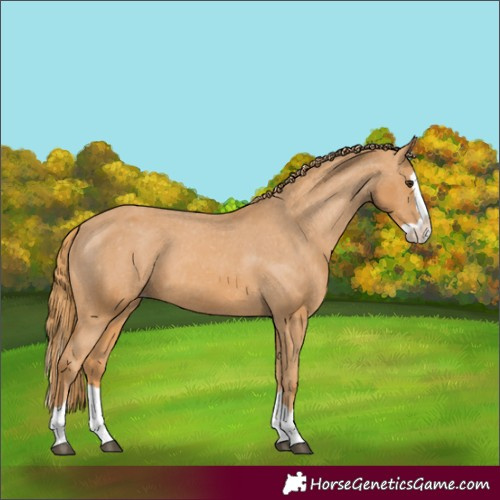 Horse Color:Chestnut Splash Appaloosa 