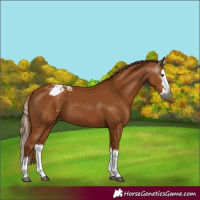 Horse Color:Gray Chestnut Splash Appaloosa