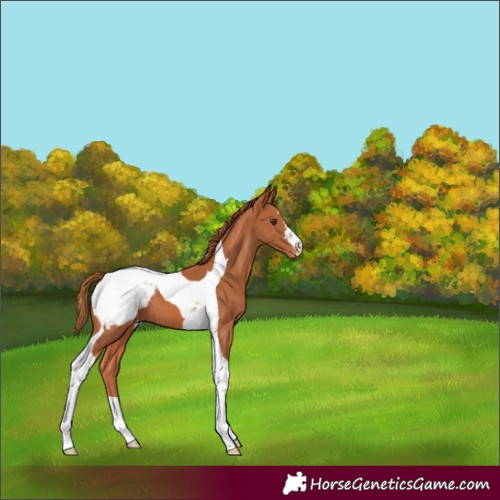 Horse Color:Chestnut Tobiano Appaloosa
