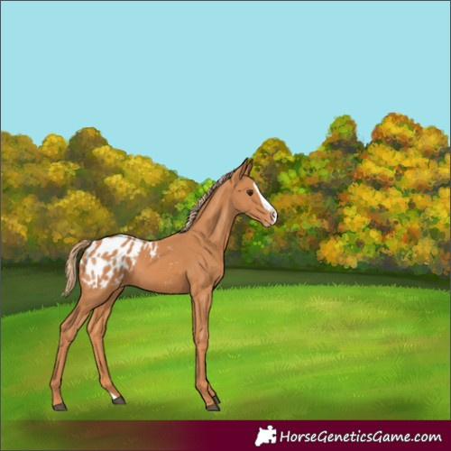 Horse Color:Chestnut Splash Appaloosa 
