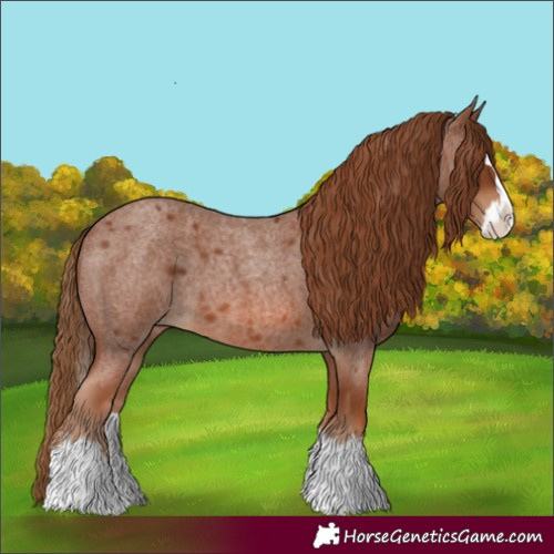 Horse Color:Red Roan Splash 