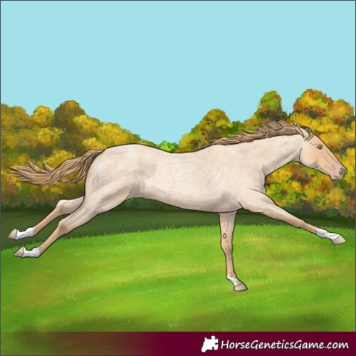 Horse Color:Gold Champagne Roan