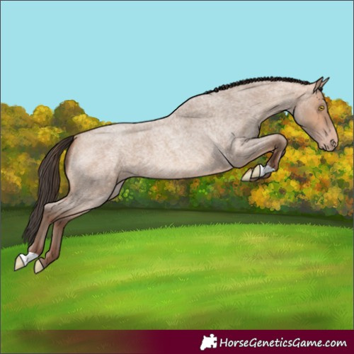 Horse Color:Amber Champagne Roan