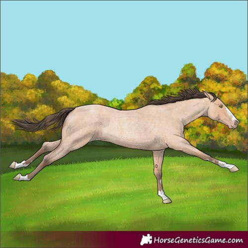 Horse Color:Amber Champagne Roan