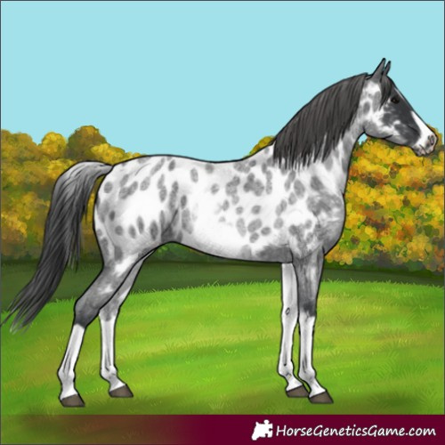 Horse Color:White Spotted Blue Roan Splash Frame Appaloosa 