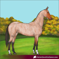 Horse Color:Unknown