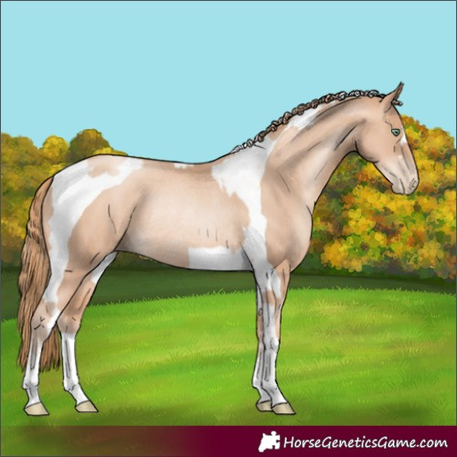 Horse Color:Gold Champagne Pearl Rabicano  and Gold Champagne Pearl Tobiano Rabicano 
