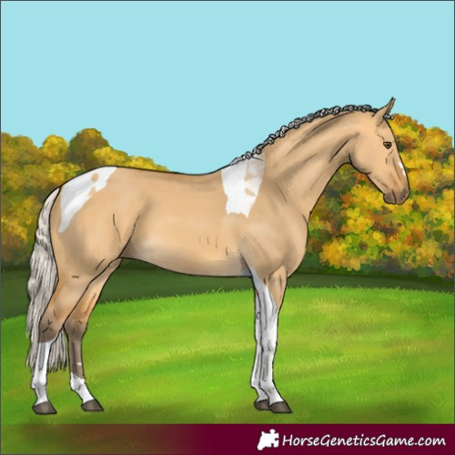Horse Color:Silver Buckskin Dun Tobiano 