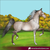 Horse Color:Gray Amber Champagne Roan Tobiano