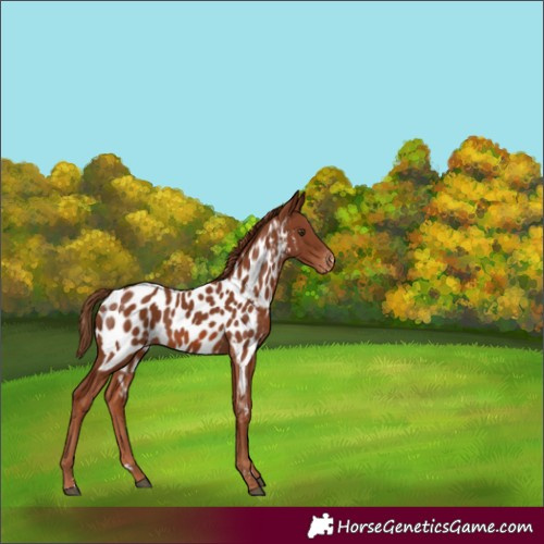 Horse Color:Chestnut Appaloosa
