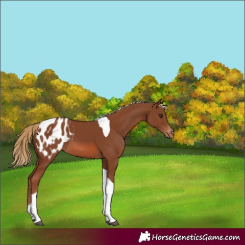 Horse Color:Chestnut Tobiano Blanket 