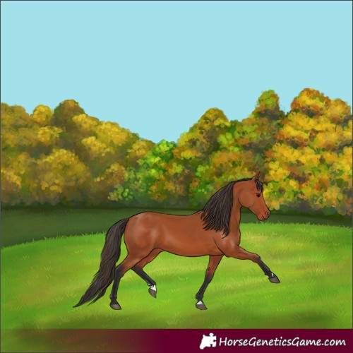 Horse Color:Bay 