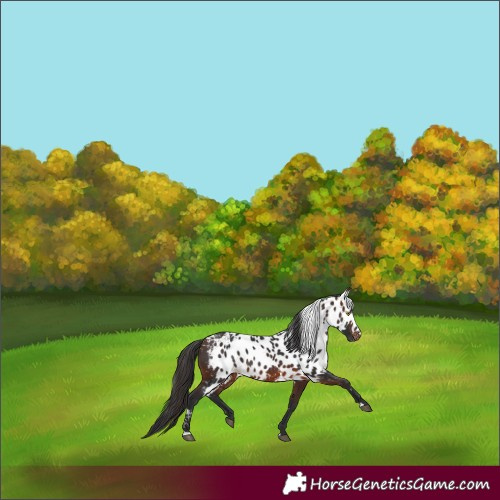 Horse Color:Brown Skewed LP Spotted 