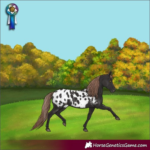 Horse Color:Liver Chestnut Appaloosa 