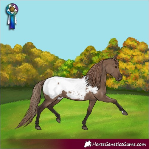 Horse Color:Liver Red Dun Appaloosa