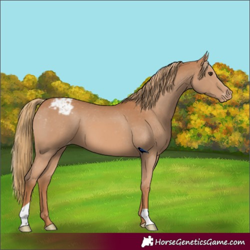 Horse Color:Chestnut Appaloosa