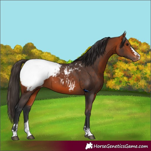 Horse Color:Bay Appaloosa 