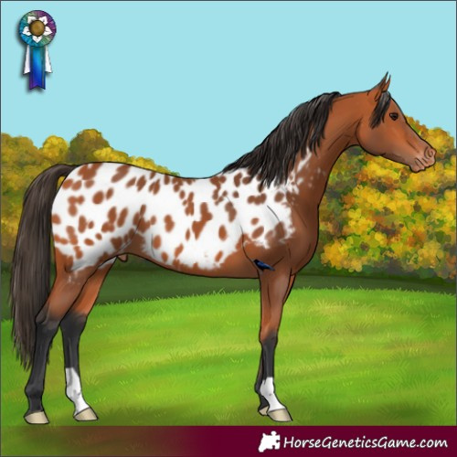 Horse Color:Bay Appaloosa 