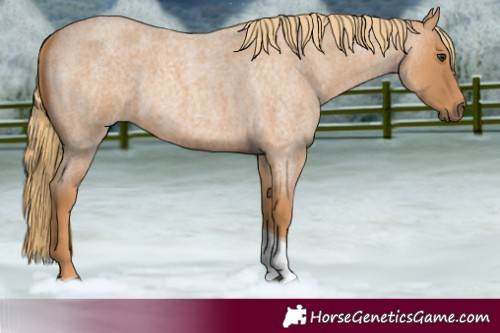 Horse Color:Red Roan Tobiano 