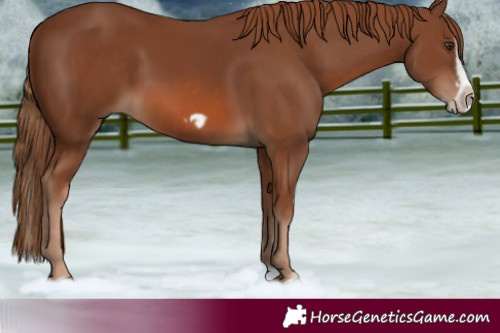 Horse Color:Chestnut Splash Frame  and Chestnut Splash Frame 
