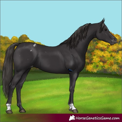 Horse Color:Smoky Black Appaloosa