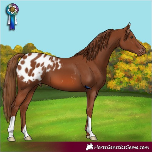 Horse Color:Chestnut Appaloosa