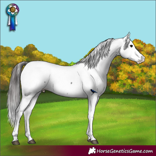 Horse Color:Smoky Black Appaloosa 