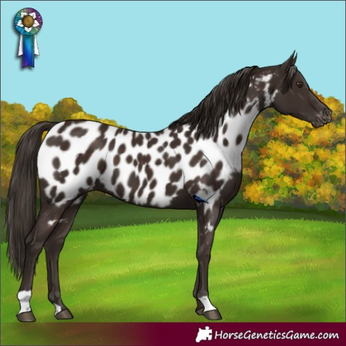 Horse Color:Liver Chestnut Appaloosa