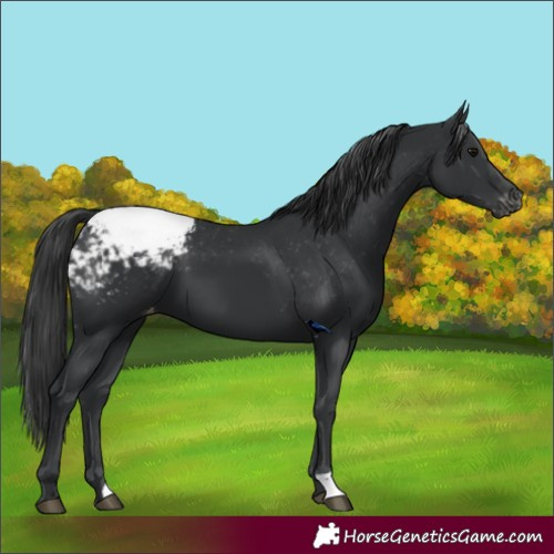 Horse Color:Black Appaloosa 