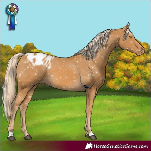 Horse Color:Palomino Appaloosa 