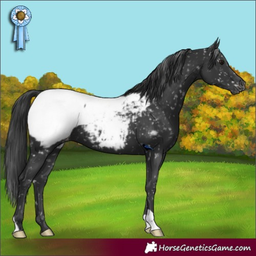 Horse Color:Black Appaloosa 