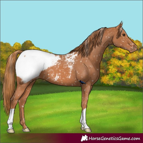 Horse Color:Chestnut Appaloosa 