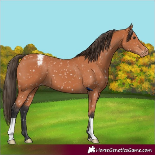 Horse Color:Bay Appaloosa