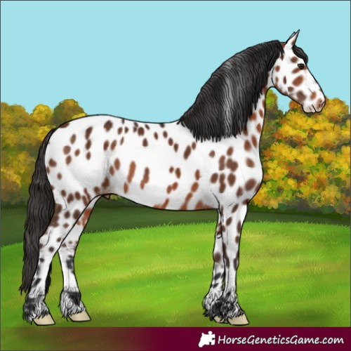 Horse Color:Bay Near Leopard Rabicano