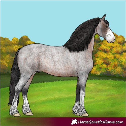 Horse Color:Brown Roan Sabino Rabicano