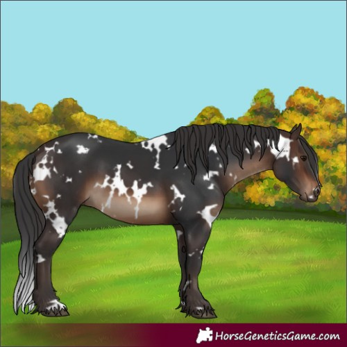 Horse Color:White Spotted Brown