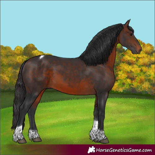 Horse Color:Brown Tobiano