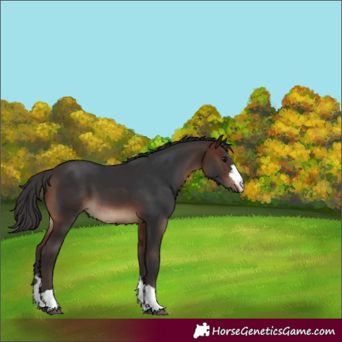 Horse Color:Brown 