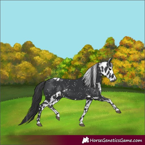 Horse Color:Black Skewed Appaloosa 