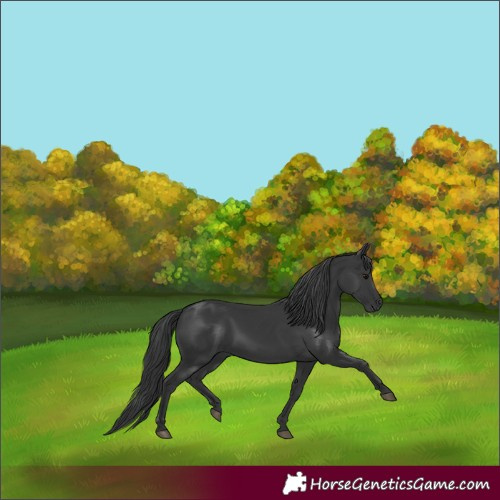 Horse Color:Black 