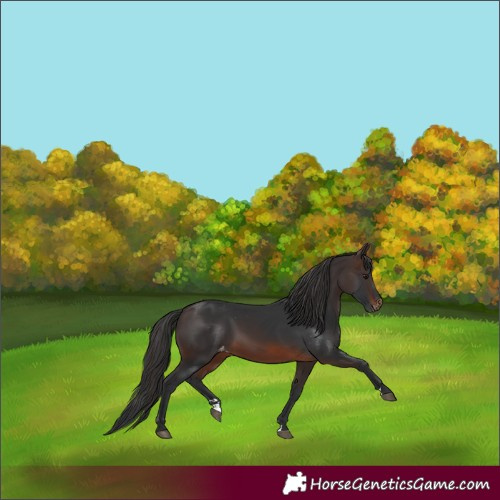 Horse Color:Brown Skewed Appaloosa